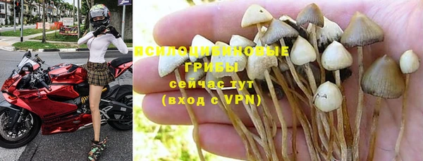 прущие грибы Балабаново